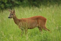 Foto: Piclease/Astrid Brillen